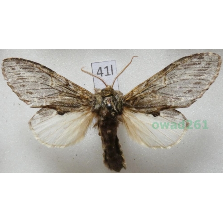 Notodonta torva (Hübner, 1803) Poland41l